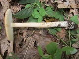 Amanita crocea image