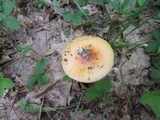 Amanita crocea image