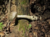 Amanita onusta image