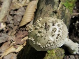Amanita onusta image