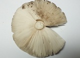 Amanita sect. Vaginatae image