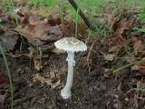 Amanita onusta image