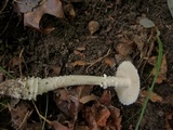 Amanita onusta image