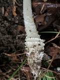 Amanita onusta image