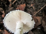 Amanita onusta image
