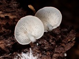 Crepidotus applanatus image