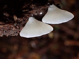 Crepidotus applanatus image