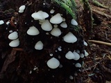 Crepidotus applanatus image