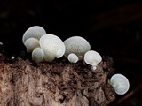 Crepidotus applanatus image