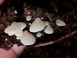 Crepidotus applanatus image