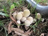Amanita velatipes image