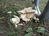 Amanita velatipes image