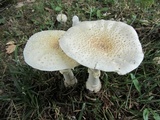 Amanita velatipes image