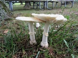 Amanita velatipes image