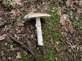 Amanita spreta image
