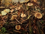 Alnicola melinoides image