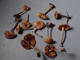 Alnicola melinoides image