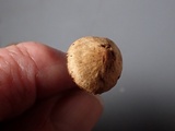 Alnicola melinoides image