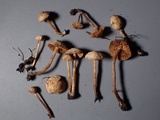 Naucoria alnetorum image
