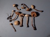 Naucoria alnetorum image