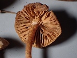 Naucoria alnetorum image
