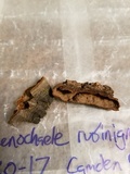 Hymenochaete rubiginosa image