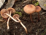 Naucoria salicis image