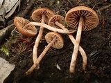 Naucoria salicis image