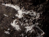 Bulbillomyces farinosus image