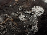 Bulbillomyces farinosus image