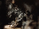 Bulbillomyces farinosus image