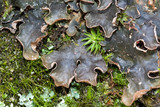 Peltigera polydactylon image