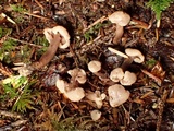 Cudonia circinans image