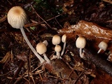Coprinellus callinus image