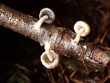 Coprinellus callinus image