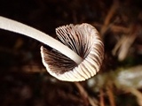 Coprinellus callinus image