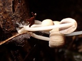 Coprinellus callinus image