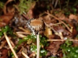 Coprinellus callinus image
