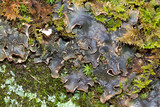 Peltigera polydactylon image