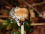 Coprinellus callinus image