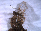 Peltigera polydactylon image