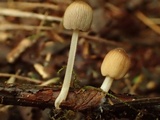 Coprinellus callinus image
