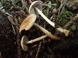 Agaricus diminutivus image