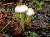 Agaricus diminutivus image