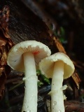 Agaricus diminutivus image