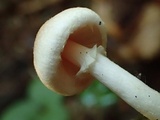 Agaricus diminutivus image