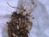 Peltigera polydactylon image