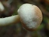 Agaricus diminutivus image