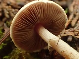 Agaricus diminutivus image