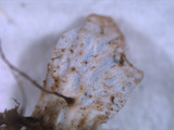 Peltigera polydactylon image